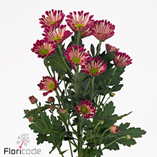 Chrysant san. elivera