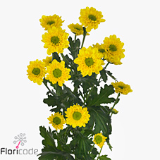Chrysant san. florange yellow