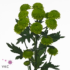 Chrysant san. grassly