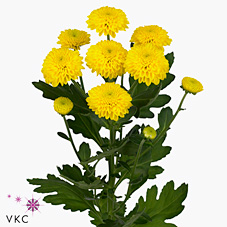 Chrysant san. Hondo