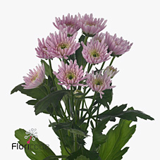 Chrysant san. ivanovo