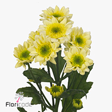 Chrysant san. java cream