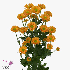 Chrysant san. karibu
