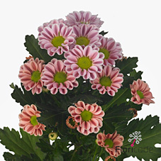 Chrysant san. kim