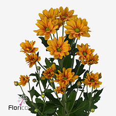 Chrysant san. Mango