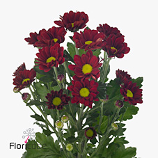 Chrysant san. Marquez