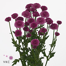 Chrysant san. masai