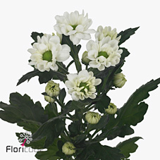 Chrysant san. Nevaska