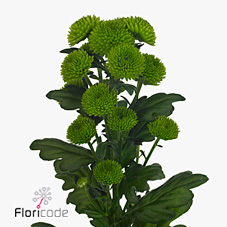 Chrysant san. palm green dark