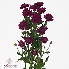 Chrysant san. robini