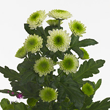 Chrysant san. robinson