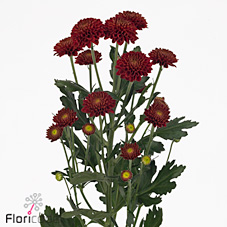 Chrysant san. soraya