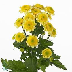 Chrysant san. sun up yellow