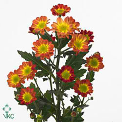Chrysant san. Tobago