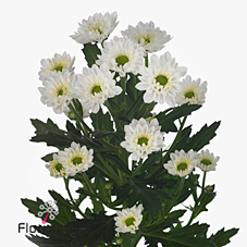 Chrysant san. vivo