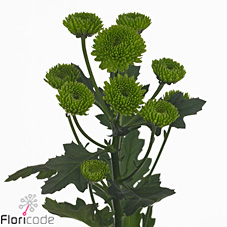 Chrysant san. Yoshi