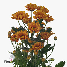 Chrysant san. Zanardi