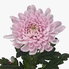 Chrysant sgl. aljonka
