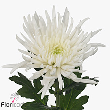 Chrysant sgl. anabel