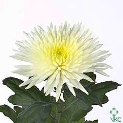 Chrysant sgl. Anastasia Cream
