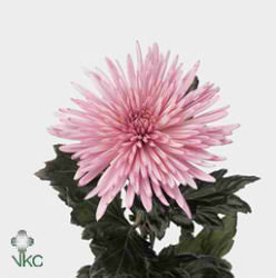 Chrysant sgl. anastasia lilac
