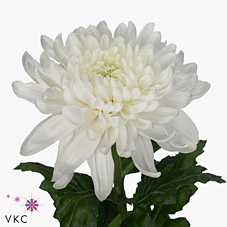 Chrysant sgl. antonov