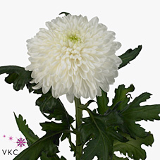 Chrysant sgl. avalon
