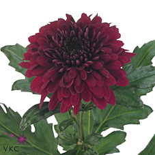 Chrysant sgl. barca