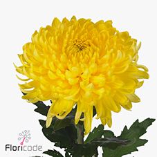 Chrysant sgl. Bislet Yellow