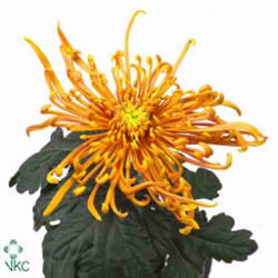 Chrysant sgl. Cobra