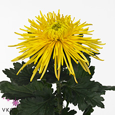 Chrysant sgl. Elbrus Yellow