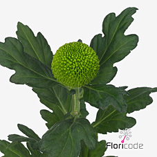 Chrysant sgl. Feeling Green Dark