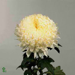 Chrysant sgl. Fred Shoesmith