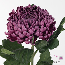 Chrysant sgl. gilbert light purple