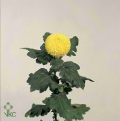 Chrysant sgl. Golden Ping Pong