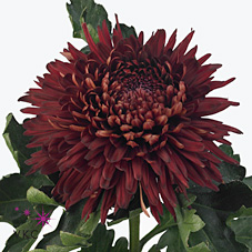 Chrysant sgl. Jalta Red