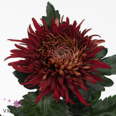 Chrysant sgl. John Riley