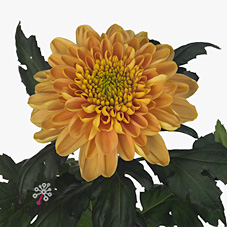 Chrysant sgl. Marrow