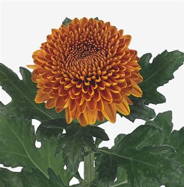 Chrysant sgl. Paladov Dark