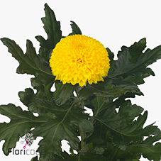 Chrysant sgl. paladov sunny