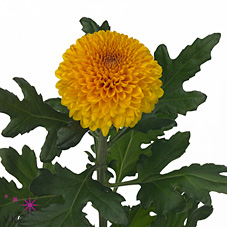 Chrysant sgl. paladov