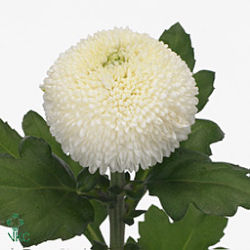 Chrysant sgl. ping pong