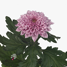 Chrysant sgl. pip