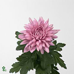 Chrysant sgl. Resomee Dark