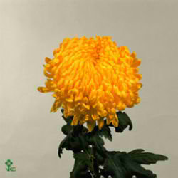 Chrysant sgl. Rivalry