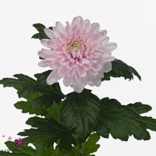 Chrysant sgl. Rosanno