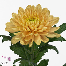 Chrysant sgl. rossano orange