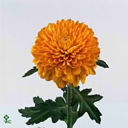 Chrysant sgl. Saffier