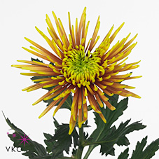 Chrysant sgl. saffina