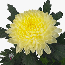 Chrysant sgl. salma cream